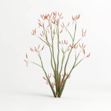 3d illustration of Fouquieria splendens tree isolated on white bachground