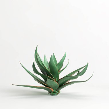 3d illustration of Aloe striata tree isolated on white bachground