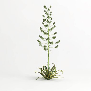 3d illustration of Agave americana tree isolated on white bachground