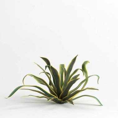 3d illustration of Agave americana tree isolated on white bachground