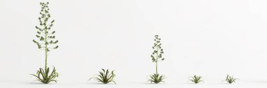 3d illustration of set Agave americana tree isolated on white bachground
