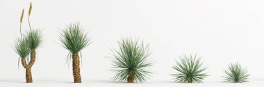 3d illustration of set Dasylirion wheeleri tree isolated on white bachground