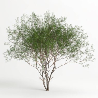 3d illustration of Prosopis chilensis tree isolated on white bachground