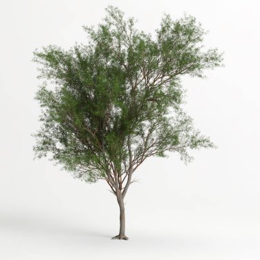 3d illustration of Prosopis chilensis tree isolated on white bachground