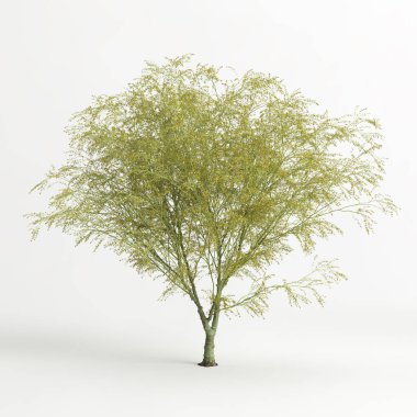 3d illustration of Parkinsonia florida tree isolated on white bachground