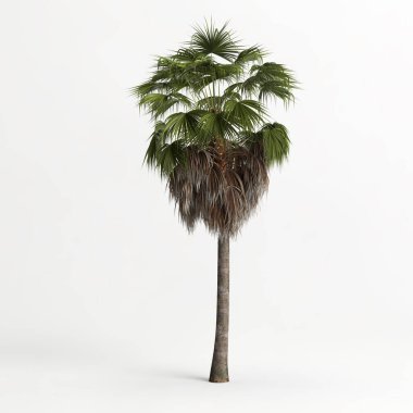 3d illustration of Washingtonia filifera tree isolated on white bachground