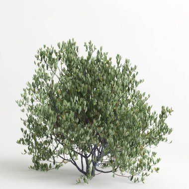 3d illustration of simmondsia chinensis tree isolated on white bachground