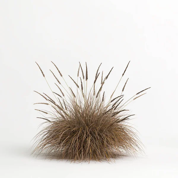 3d illustration of Muhlenbergia rigens grass isolated on white bachground