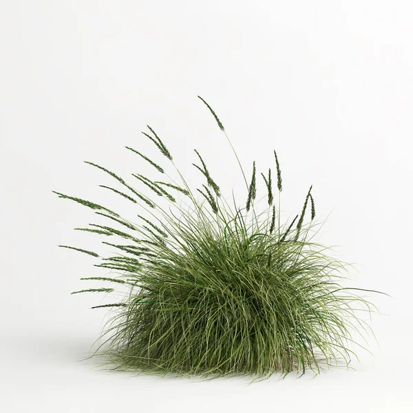 Illustration Muhlenbergia Rigens Grass Isolated White Bachground — Stock fotografie