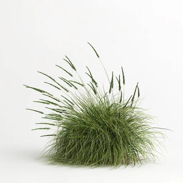 3d illustration of Muhlenbergia rigens grass isolated on white bachground