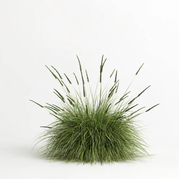 Illustration Muhlenbergia Rigens Grass Isolated White Bachground — Stockfoto