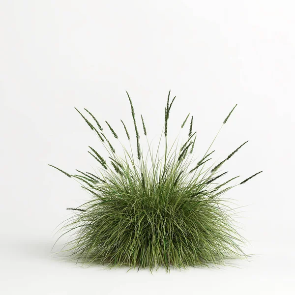 3d illustration of Muhlenbergia rigens grass isolated on white bachground