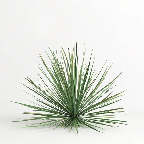 3d illustration of Dasylirion wheeleri tree isolated on white bachground