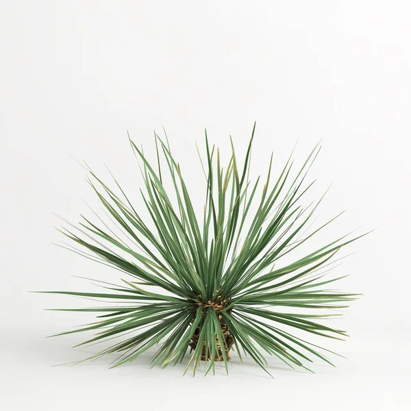 3d illustration of Dasylirion wheeleri tree isolated on white bachground