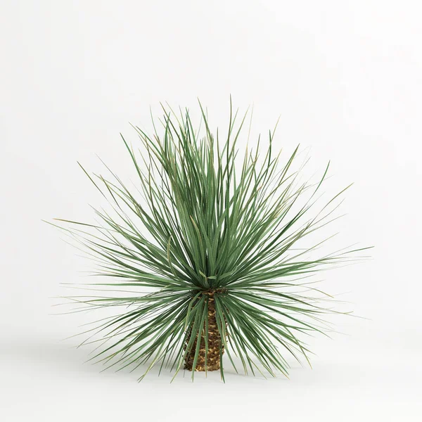 3d illustration of Dasylirion wheeleri tree isolated on white bachground