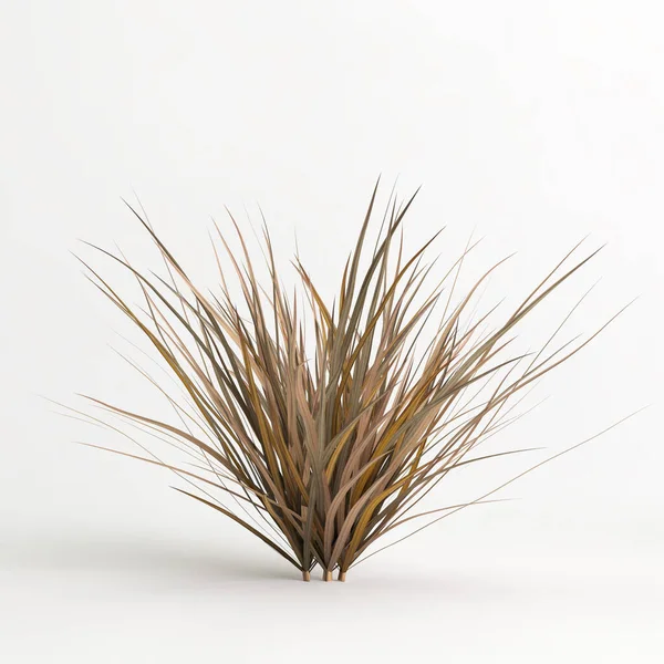 3d illustration of Muhlenbergia rigens grass isolated on white bachground