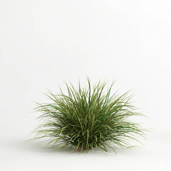 3d illustration of Muhlenbergia rigens grass isolated on white bachground