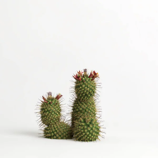 Illustration Mammillaria Dioica Cactus Isolated White Bachground — Stock Fotó