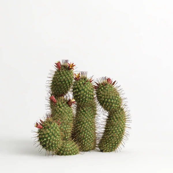 Illustration Mammillaria Dioica Cactus Isolated White Bachground — Stockfoto