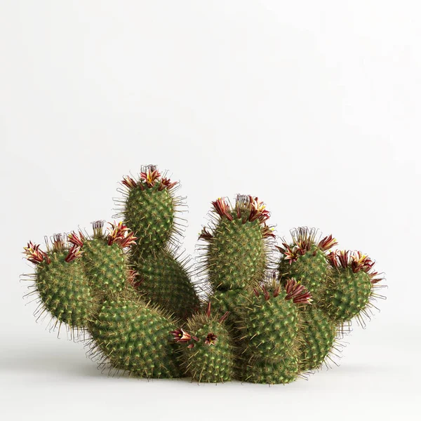 Illustration Mammillaria Dioica Cactus Isolated White Bachground —  Fotos de Stock