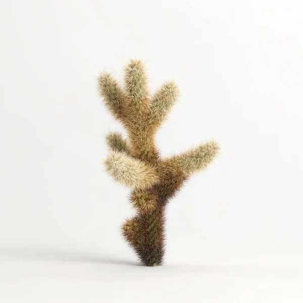 Illustration Cylindropuntia Bigelovii Cactus Isolated White Bachground —  Fotos de Stock