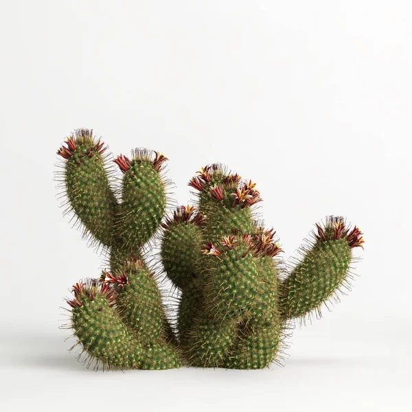 Illustration Mammillaria Dioica Cactus Isolated White Bachground — 스톡 사진