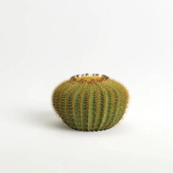 Illustration Echinocactus Grusonii Cactus Isolated White Bachground — 图库照片