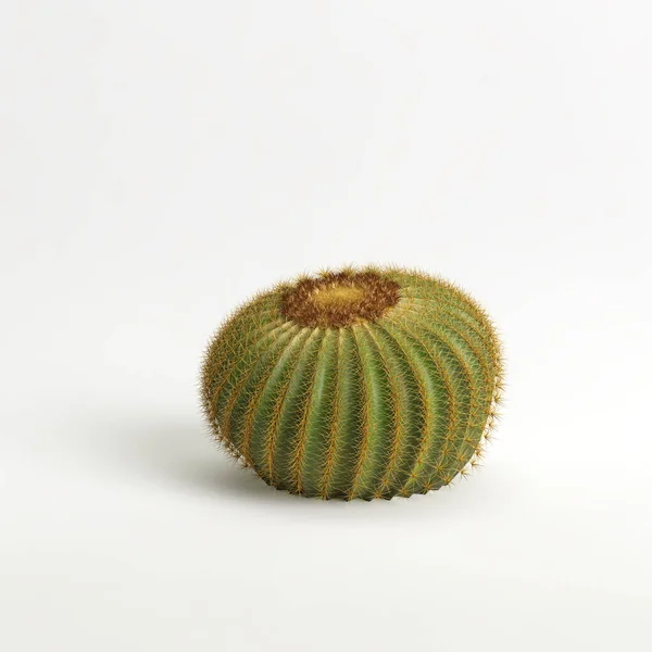 Illustration Echinocactus Grusonii Cactus Isolated White Bachground — 图库照片