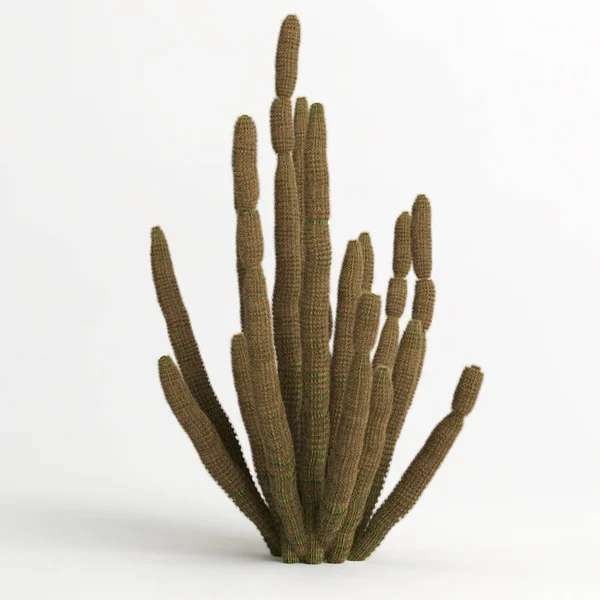 3d illustration of Stenocereus thurberi tree isolated on white bachground