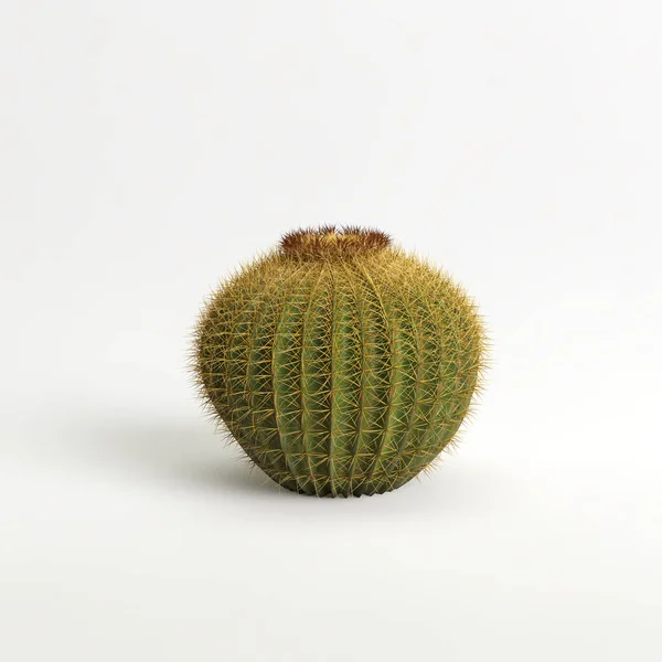 Illustration Echinocactus Grusonii Cactus Isolated White Bachground — Foto de Stock