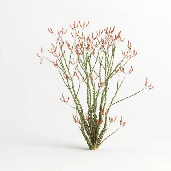 3d illustration of Fouquieria splendens tree isolated on white bachground