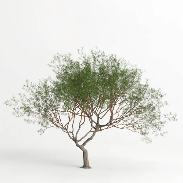 Εικονογράφηση Του Δένδρου Prosopis Chilensis Που Απομονώνεται Λευκό Bachground — Φωτογραφία Αρχείου