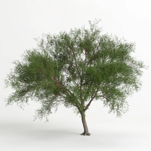 Εικονογράφηση Του Δένδρου Prosopis Chilensis Που Απομονώνεται Λευκό Bachground — Φωτογραφία Αρχείου