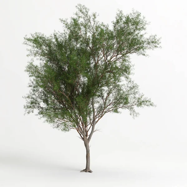 Illustration Prosopis Chilensis Tree Isolated White Bachground — Photo