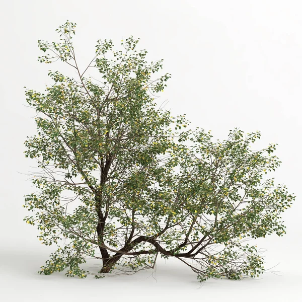 Illustration Populus Fremontii Tree Isolated White Bachground — 图库照片