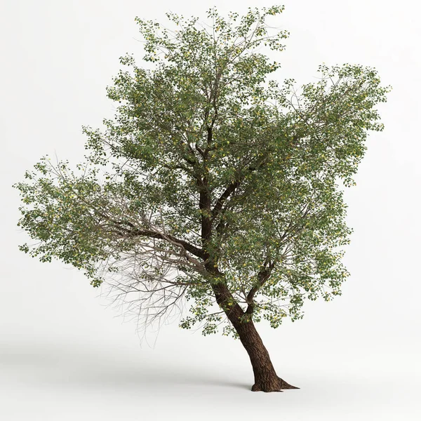 Illustration Populus Fremontii Tree Isolated White Bachground — Foto Stock