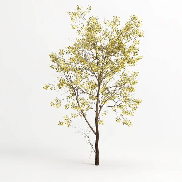 Εικονογράφηση Του Populus Fremontii Δέντρο Που Απομονώνονται Λευκό Bachground — Φωτογραφία Αρχείου