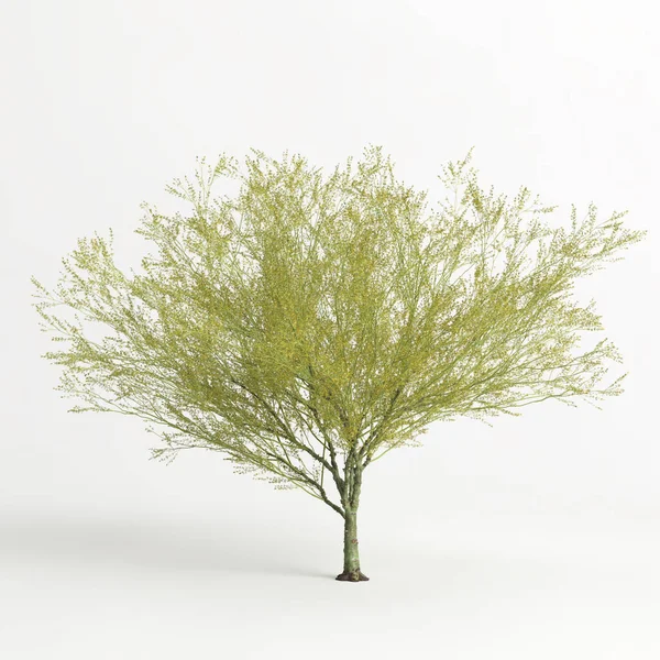 Απεικόνιση Του Parkinsonia Florida Δέντρο Απομονωμένο Λευκό Bachground — Φωτογραφία Αρχείου