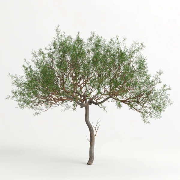 Illustration Prosopis Chilensis Tree Isolated White Bachground — Fotografia de Stock