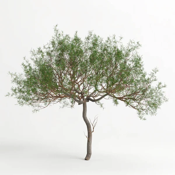 3d illustration of Prosopis chilensis tree isolated on white bachground