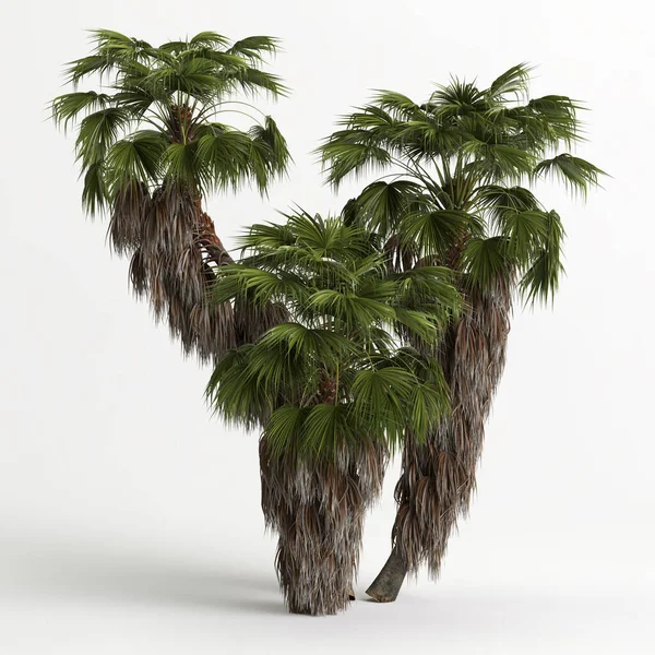 Illustration Washingtonia Filifera Tree Isolated White Bachground — Stockfoto