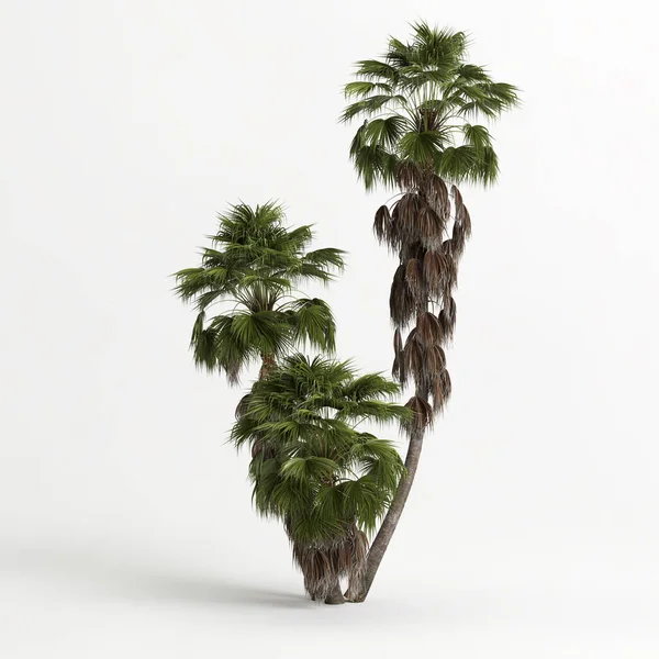 3d illustration of Washingtonia filifera tree isolated on white bachground
