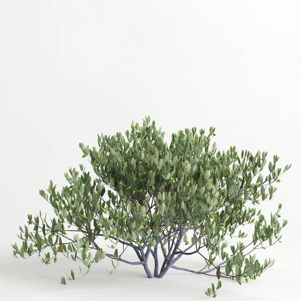 Illustration Simmondsia Chinensis Tree Isolated White Bachground — Foto Stock