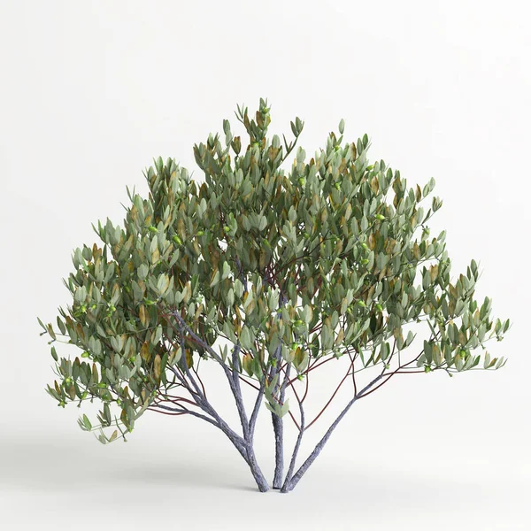 Illustration Simmondsia Chinensis Tree Isolated White Bachground — Foto Stock