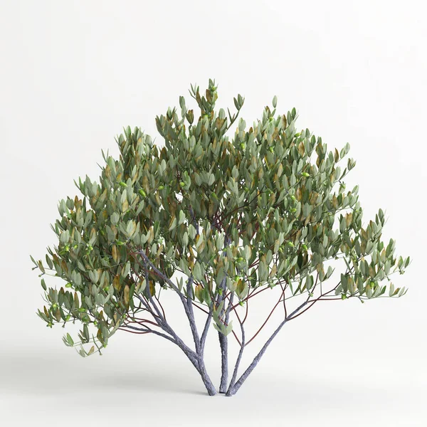 Illustration Simmondsia Chinensis Tree Isolated White Bachground — 图库照片