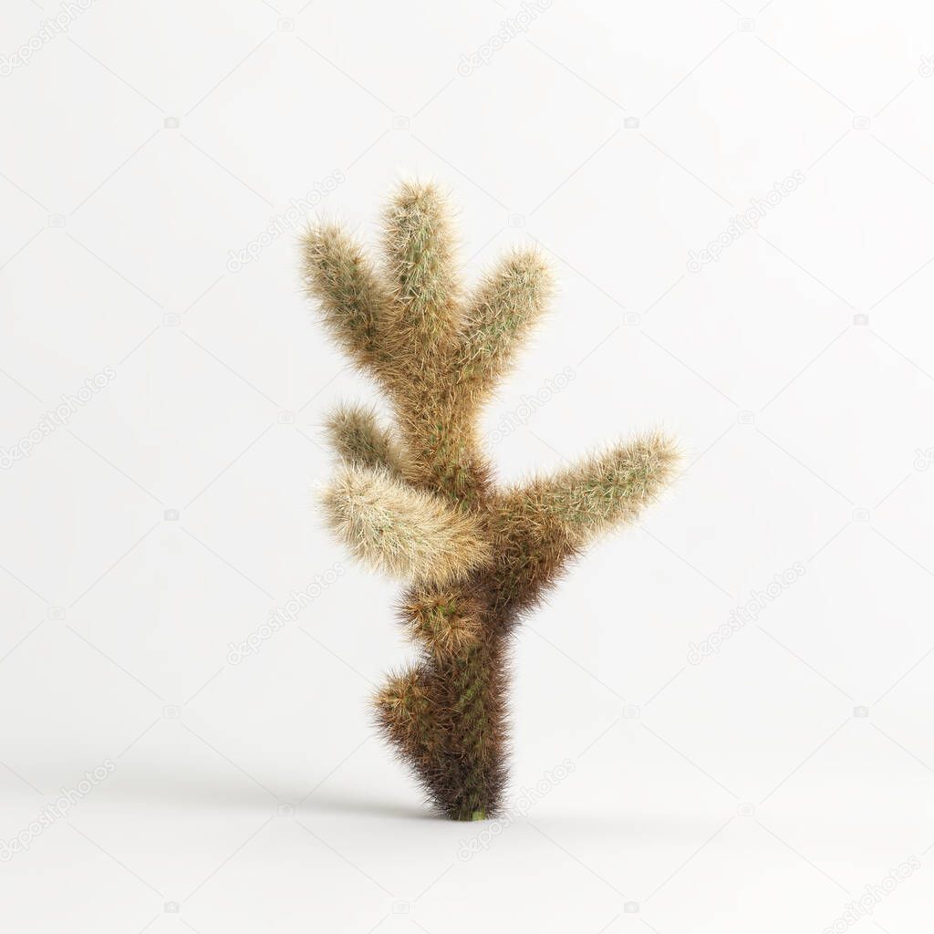 3d illustration of Cylindropuntia bigelovii cactus isolated on white bachground