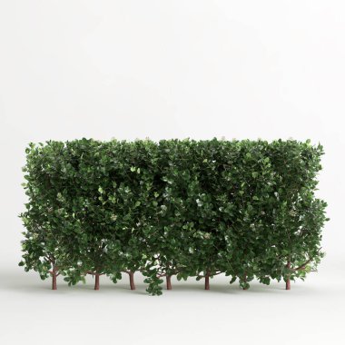 3d illustration of Escallonia iveyi bush isolated on white background