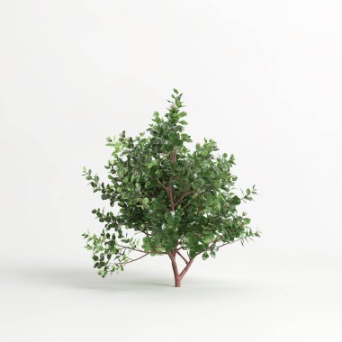 3d illustration of Escallonia iveyi bush isolated on white background