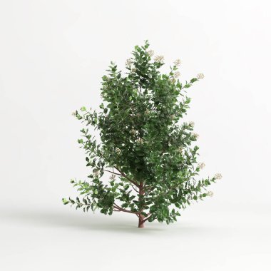 3d illustration of Escallonia iveyi bush isolated on white background