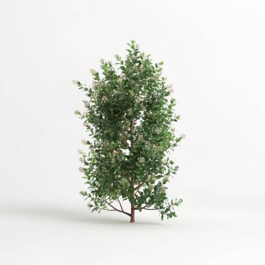 3d illustration of Escallonia iveyi bush isolated on white background